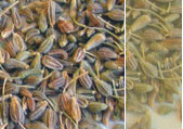 anise seed